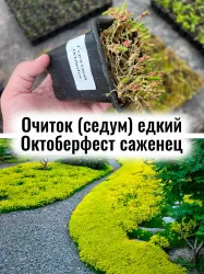Седум (Очиток) едкий Октоберфест почвопокровник многолетник