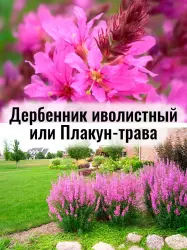 Дербенник иволистный Рози Джем - саженец