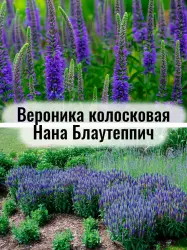 Вероника колосковая Нана Блаутеппич - саженец