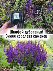 Шалфей дубравный Синяя королева (Блю Квин) цветы саженец