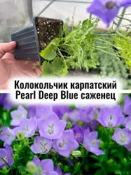 Колокольчик карпатский Pearl Deep Blue многолетник саженец
