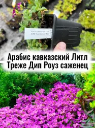 Арабис кавказский Литл Треже Дип Роуз розовые цветы саженец