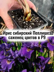 Ирис сибирский Пеплишез многолетник цветы саженец в конт.
