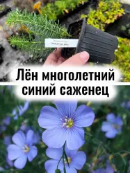 Лён многолетний (долгунец) голубые цветы многолетние саженец