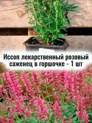 Иссоп (Агастахе, Многоколосник, Лофант) розовый саженец