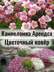 Камнеломка арендса Цветочный ковёр (Флорал Карпет) саженец