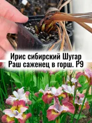 Ирис сибирский Шугар Раш многолетние цветы саженец ЗКС в