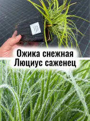 Ожика снежная Люциус (Лузула Нивея) волосатая трава саженец
