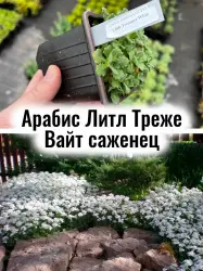 Арабис кавказский Литл Треже Вайт белые мелкие цветы саженец