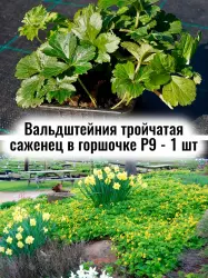 Вальдштейния тройчатая многолетние жёлтые цветы саженец