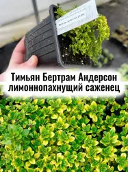 Тимьян (Чабрец) лимоннопахнущий Бертрам Андерсон саженец