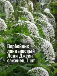 Вербейник ландышевый Леди Джейн многолетняя рассада, саженец