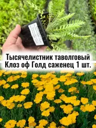 Тысячелистник таволговый Клоз оф Голд многолетник саженец
