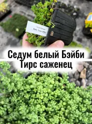 Седум белый Бэйби Тирс (Очиток Детские слёзы) пузыри саженец