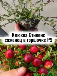 Клюква Стивенс ягоды многолетний саженец ЗКС в контейнере