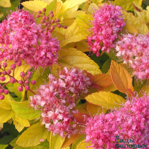 spiraea-japonica-golden-princess2-650x650