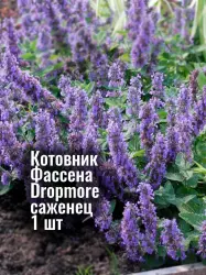 Котовник Фассена Дропмор многолетник цветы, рассада, саженец