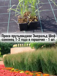Просо прутьевидное Эмеральд Шеф декоративный злак ландшафт