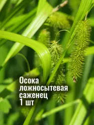 Осока ложносытевая (ложно-сыть) многолетняя рассада, саженец