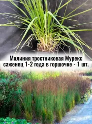 Молиния голубая тростниковая Мурекс сухоцвет саженец Морхекс