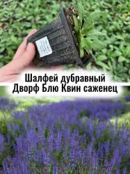 Шалфей дубравный Дворф Блю Квин многолетник саженец цветы