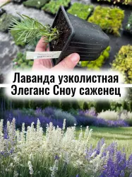 Лаванда узколистная Элеганс Сноу (Альба) белые цветы саженец