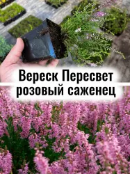 Вереск Пересвет розовые цветы вечнозелёный кустарник саженец