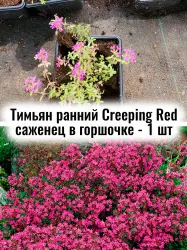 Тимьян (чабрец, чабер) ранний ползучий красный саженец