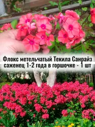 Флокс метельчатый Текила Санрайз многолетник саженец цветы