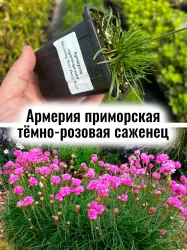 Армерия приморская тёмно-розовая многолетние цветы саженец