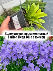 Колокольчик персиколистный Earlion Deep Blue цветы саженец