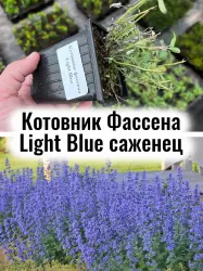 Котовник Фассена Лайт Блу (Light Blue) голубые цветы саженец