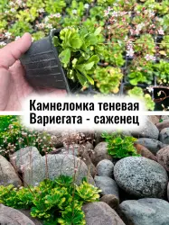 Камнеломка теневая Вариегата почвопокровные цветы саженец