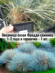 Овсяница сизая Фредди саженец многолетник голубая кочка
