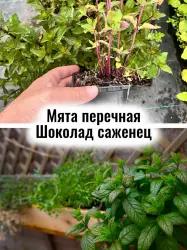 Мята перечная Шоколад многолетние цветы саженец в горшке