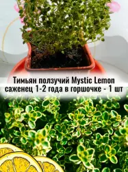 Тимьян (Чабрец) лимоннопахнущий Мистический лимон саженец