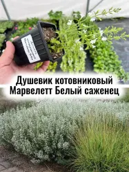 Душевик котовниковый Марвелетт Белый многолетний саженец