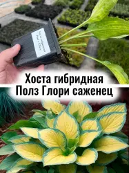 Хоста гибридная Поулз Глори (Слава Полу) многолетник саженец