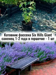 Котовник Фасена Сикс Хилс Гигант многолетник цветы саженец