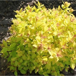 golden-karpet