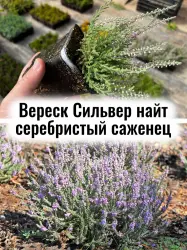 Вереск Сильвер Найт серебристый розовые цветы кустик саженец