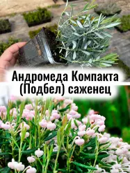 Андромеда Компакта (Подбел) вечнозелёный кустарник саженец