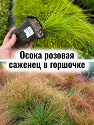 Осока розовая (Карекс розеа, Роузи седж) многолетник саженец