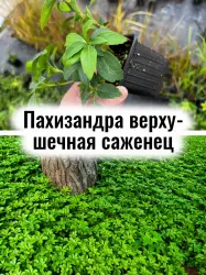 Пахизандра верхушечная, Японский молочай многолетник саженец
