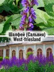 Шалфей (Сальвия) West-friesland - саженец