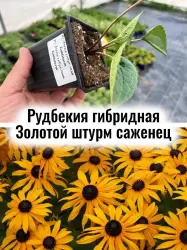Рудбекия гибридная Золотой штурм многолетние цветы саженец