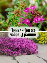 Тимьян (он же чабрец) ранний - саженец