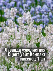 Лаванда узколистная Сцент Уайт Компакт белая рассада саженец