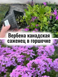 Вербена канадская многолетние цветы саженец в горшочке