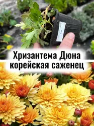 Хризантема корейская Дюна жёлто-оранжевая, рассада, саженец
